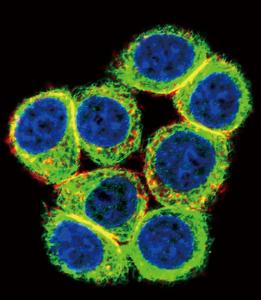 Anti-CBS Rabbit Polyclonal Antibody (PE (Phycoerythrin))