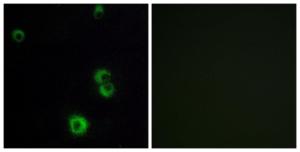 Immunofluorescence analysis of MCF7 cells using Anti-F2RL2 Antibody. The right hand panel represents a negative control, where the antibody was pre-incubated with the immunising peptide