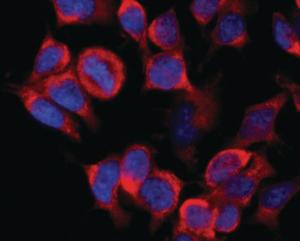 Immunofluorescence staining of vesicles (red) in RBL-2H3 rat basophilic leukemia cell line using Anti-Kinesin (Heavy Chain) Antibody (A85469) Nuclei were stained with DAPI (blue)