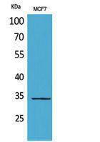 Anti-Morg1 Rabbit Polyclonal Antibody