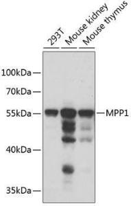 Western blot analysis of extracts of various cell lines, using Anti-MPP1 Antibody (A6298) at 1:1,000 dilution