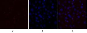 Immunofluorescence analysis of mouse liver tissue using Anti-GLUT1 Antibody (red) at 1:200 (4 °C overnight). Cy3 labelled secondary Antibody was used at 1:300 (RT 50 min). Panel A: Target. Panel B: DAPI. Panel C: Merge