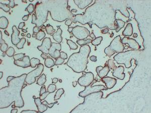 Immunohistochemical analysis of paraffin-embedded human Placenta using Anti-CD105 Antibody