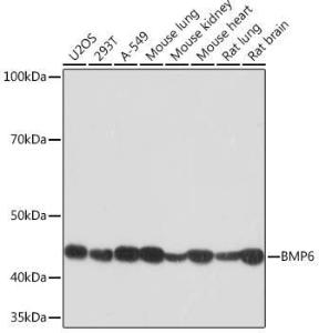 Western blot analysis of extracts of various cell lines, using Anti-BMP6 Antibody [ARC1025] (A305574) at 1:1,000 dilution