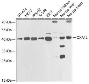 Western blot analysis of extracts of various cell lines, using Anti-OXA1L Antibody (A11952) at 1:1,000 dilution. The secondary antibody was Goat Anti-Rabbit IgG H&L Antibody (HRP) at 1:10,000 dilution.