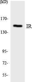 Western blot analysis of the lysates from K562 cells using Anti-IR Antibody