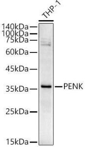 Anti-Enkephalin/ENK Rabbit Polyclonal Antibody