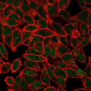 Immunofluorescent analysis of PFA fixed HeLa cells stained with Anti-JunB Antibody [PCRP-JUNB-3G2] followed by Goat Anti-Mouse IgG (CF&#174; 488) (Green). Counterstain is Phalloidin (Red).