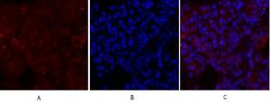 Immunofluorescence analysis of rat lung tissue using Anti-GLUT1 Antibody (red) at 1:200 (4 °C overnight). Cy3 labelled secondary Antibody was used at 1:300 (RT 50 min). Panel A: Target. Panel B: DAPI. Panel C: Merge