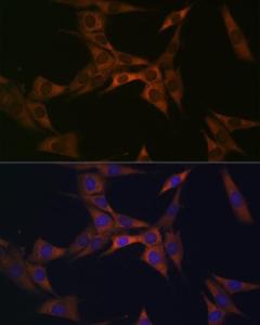 Immunofluorescence analysis of NIH-3T3 cells using Anti-BMP6 Antibody [ARC1025] (A305574) at a dilution of 1:100 (40X lens). DAPI was used to stain the cell nuclei (blue)