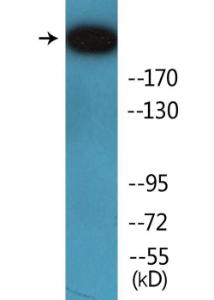 Western blot analysis of lysates from COS7 cells treated with UV 15' using Anti-IGF2R (phospho Ser2409) Antibody