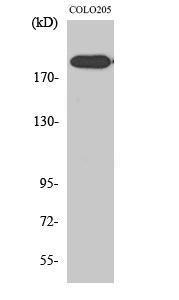 Anti-XPG Rabbit Polyclonal Antibody