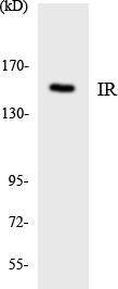 Western blot analysis of the lysates from HeLa cells using Anti-IR Antibody