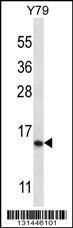 Anti-NR2C2AP Rabbit Polyclonal Antibody (FITC (Fluorescein Isothiocyanate))