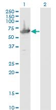 Anti-MCCC2 Mouse Monoclonal Antibody [clone: 2B3]