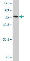 Anti-TDP2 Mouse Monoclonal Antibody [clone: 3D11]