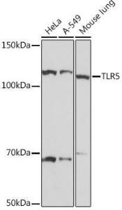 Anti-TLR5 antibody