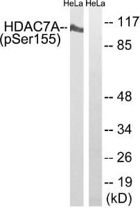 Antibody anti-HDAC7A phospho SER155