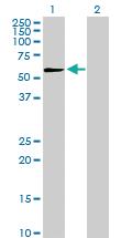 Anti-PEPD Rabbit Polyclonal Antibody