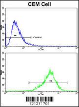 Anti-TGM4 Rabbit Polyclonal Antibody (HRP (Horseradish Peroxidase))