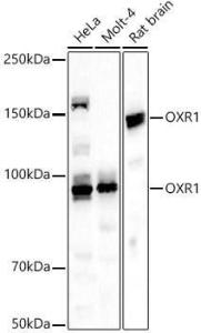 Anti-OXR1 Rabbit Polyclonal Antibody