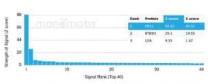 Analysis of protein array containing more than 19,000 full-length human proteins using Anti-PBX2 Antibody [PCRP-PBX2-1C4]