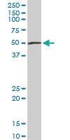 Anti-PEPD Rabbit Polyclonal Antibody