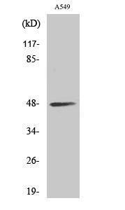 Western blot analysis of various cells using Anti-CKMT2 Antibody