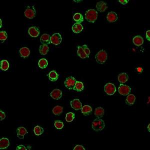 Immunofluorescent analysis of Jurkat cells stained with Anti-CD3 epsilon Antibody [B-B12] followed by Goat Anti-Mouse IgG (CF&#174; 488) (Green). The nuclear counterstain is RedDot (Red)