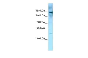 Anti-FYCO1 Rabbit Polyclonal Antibody