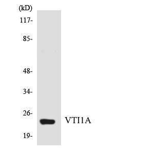 Antibody anti-VTI1A A97108-100 100 µg