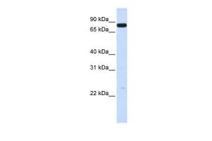 Antibody used in WB on Human 293T at 0.2-1 µg/ml.