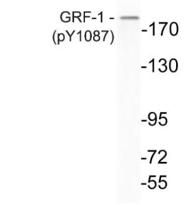 Anti-GRLF1 Rabbit Polyclonal Antibody