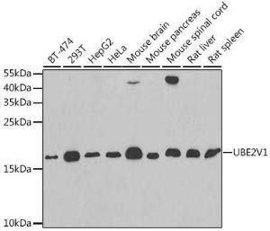 Western blot analysis of extracts of various cell lines, using Anti-UBE2V1 Antibody (A11955) at 1:1,000 dilution. The secondary antibody was Goat Anti-Rabbit IgG H&L Antibody (HRP) at 1:10,000 dilution.