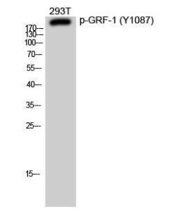 Anti-GRLF1 Rabbit Polyclonal Antibody