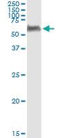 Anti-PEPD Mouse Monoclonal Antibody [clone: 1D5-H3]