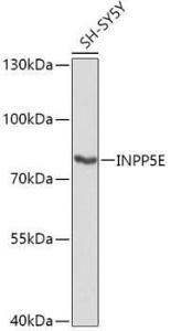 Western blot analysis of extracts of SH-SY5Y cells, using Anti-INPP5E Antibody (A306611) at 1:1,000 dilution