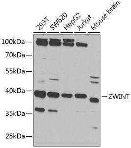 Western blot analysis of extracts of various cell lines, using Anti-ZWINT Antibody (A11956) at 1:1000 dilution