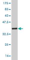 Anti-RNF11 Mouse Monoclonal Antibody [clone: 4G7]