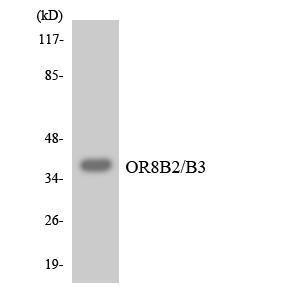 Western blot analysis of the lysates from K562 cells using Anti-OR8B2 + OR8B3 Antibody