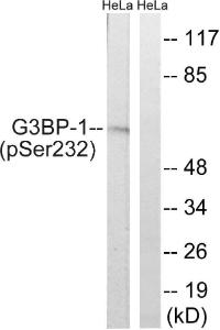 Western blot analysis of extracts from HeLa cells using Anti-G3BP-1 (phospho Ser232) Antibody. The right hand lane represents a negative control, where the antibody is blocked by the immunising peptide