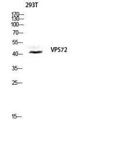 Western blot analysis of 293T lysis using Anti-VPS72 Antibody