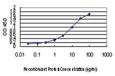 Anti-PEPD Mouse Monoclonal Antibody [clone: 1D5-H3]