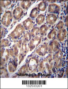 Anti-PCDHA12 Rabbit Polyclonal Antibody (AP (Alkaline Phosphatase))