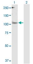 Anti-PER1 Mouse Polyclonal Antibody