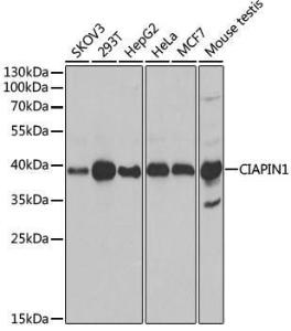 Anti-CIAPIN1 antibody