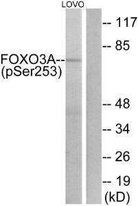 Anti-FOXO3A Rabbit Polyclonal Antibody