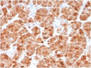 Anti-Geminin antibody