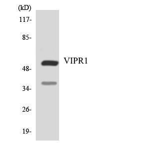 Western blot analysis of the lysates from HeLa cells using Anti-VIPR1 Antibody