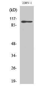 Western blot analysis of various cells using Anti-GluR2 Antibody